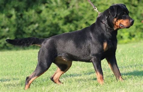 Does A Big Rottweiler Immediately Mean That Your Rottweiler Is Obese? - Rottweiler Life