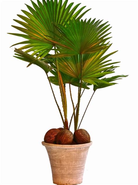 Fan Palm Care Indoors - Tips For Growing Fan Palm Palms