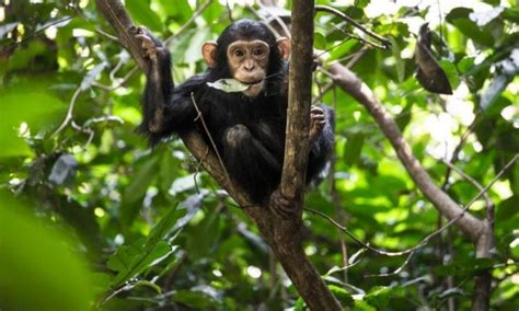 Facts About Chimpanzees in Nyungwe National Park | Rwanda wildlife safaris