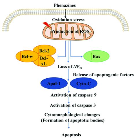 The anticancer mechanisms of action of reported phenazines which... | Download Scientific Diagram