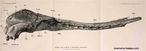 Squalodon - The Prehistoric Shark Toothed Whale