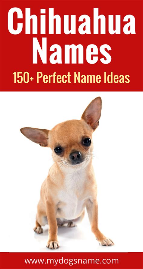 150+ Perfect Chihuahua Names - My Dog's Name | Chihuahua names, Dog names, Puppy names