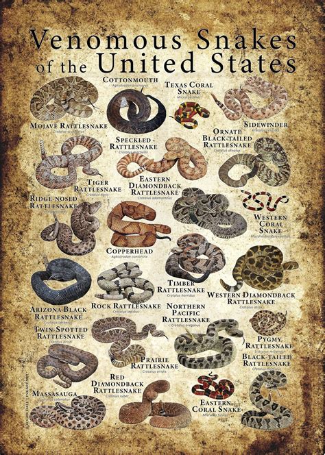 Venomous Snakes of the United States Poster Print - Etsy | Types of snake, Snake venom, Kinds of ...