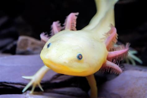 Axolotls: Fascinating But Endangered