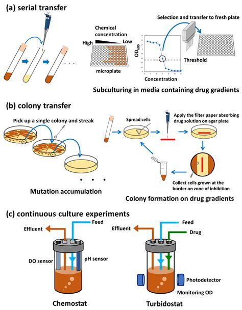 Microorganisms | Free Full-Text | Adaptive Laboratory Evolution of ...