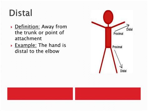 Distal