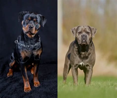 Cane Corso Vs Rottweiler Who Would Win? - Rottweiler Expert