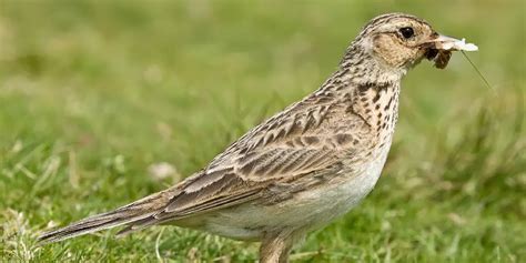 Skylark Spiritual Meaning, Symbolism and Totem | Explanation