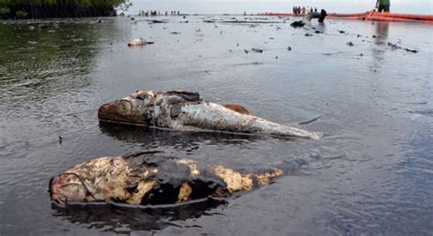 Massive Oil Spill In Trinidad And Tobago Kills Fish, Makes Humans Puke – Sick Chirpse