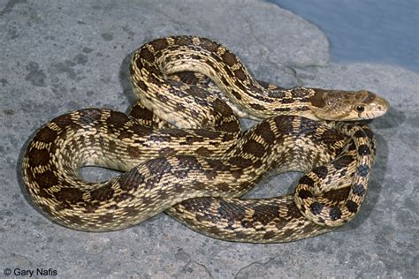 Commonly Encountered California Snakes