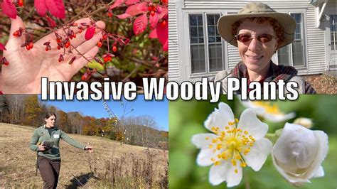 Invasive woody plants of northeastern North America - YouTube