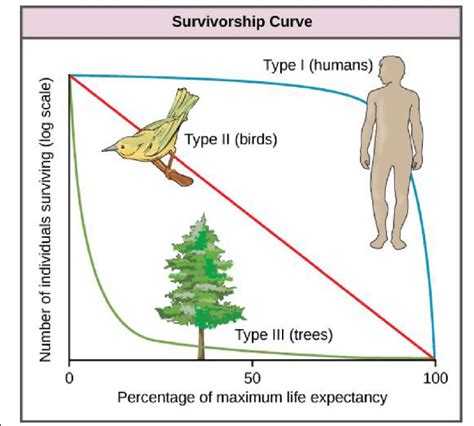 Different types of survivorship curves. Humans, most mammals and model ...