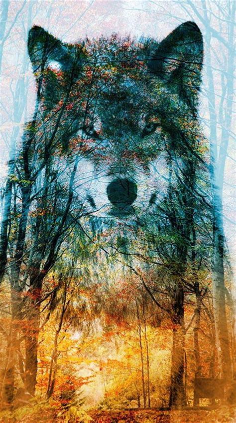 Forest wolf, gris, HD phone wallpaper | Peakpx