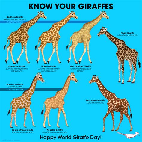 Giraffe, Giraffe facts, Zoo animals