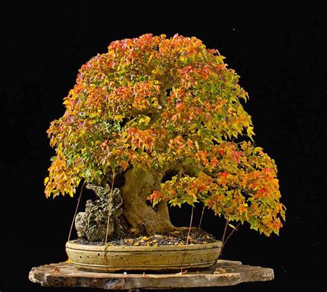 Red Bonsai Pots, a Shift in Taste | Bonsai Bark