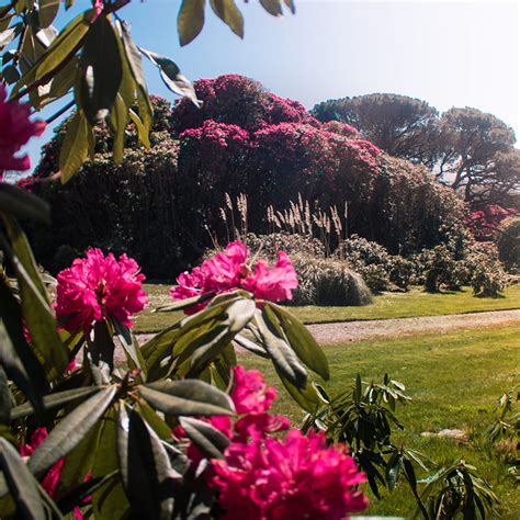 Tregothnan - The Great Gardens of Cornwall