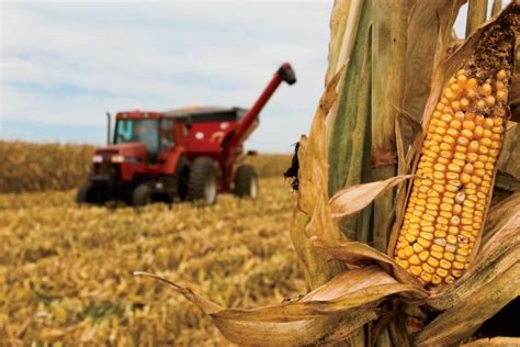 Field Corn Vs Sweet Corn: What's The Difference?