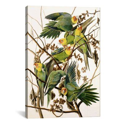 'Carolina Parakeet, From Birds of America, 1829' by John James Audubon Painting Print on Canvas ...