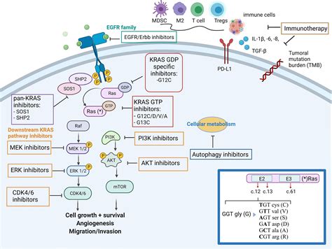 Frontiers | Targeting KRAS in Lung Cancer Beyond KRAS G12C Inhibitors: The Immune Regulatory ...