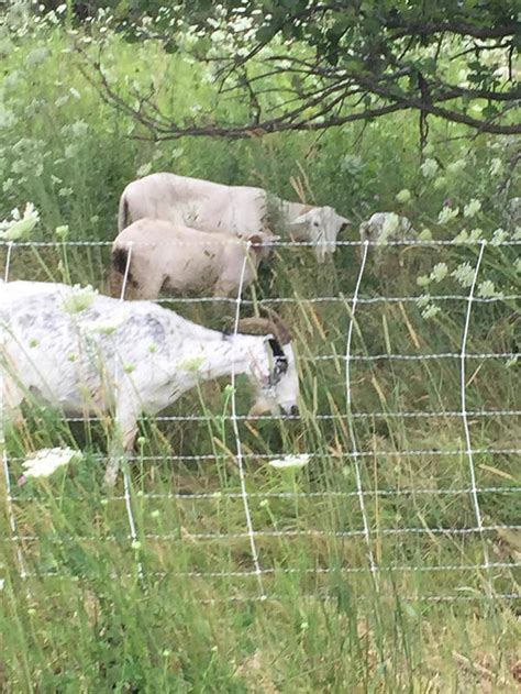 Goats, sheep return to graze Downers Grove Park District natural areas – Shaw Local