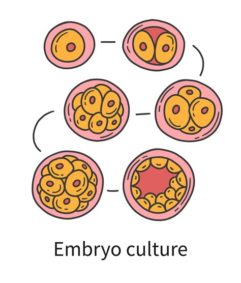 Embryo culture at in vitro fertilisation IVF 10587027 Vector Art at ...