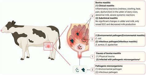 Bovine Mastitis