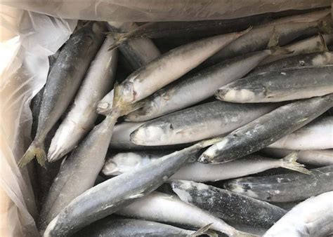 Small Eye Horse Mackerel 500g 1000g Frozen Fishing Bait