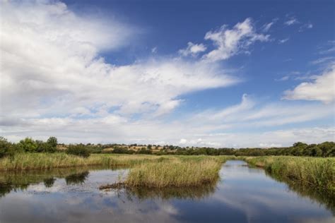 Home | Somerset Wildlife Trust