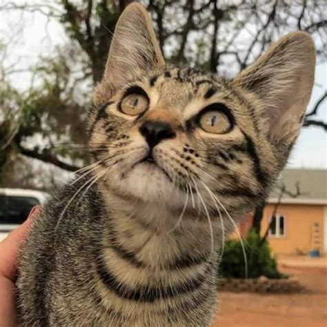 Coming to the Medford Petsmart-Kittens from ... - Rescue Ranch Inc.