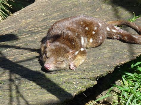 Simply Joolz: Animals in Tasmania