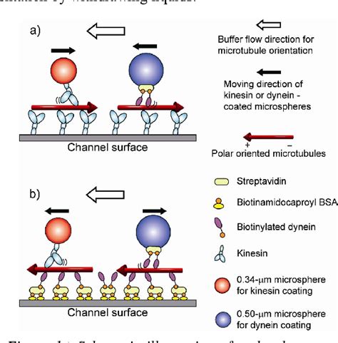 Figure 1 from Bidirectional transport of kinesin or dynein-coated microspheres on polar oriented ...