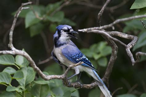 The Blue Jay Nest: Blue Jay Nesting Habits - Daily Birder