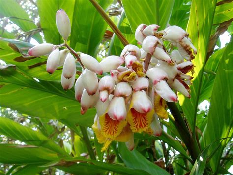 alpinia officinarum - ginger family plant grows up to 3 mts tall | Garden & Plants | Pinterest ...