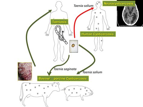 Taenia Saginata Life Cycle