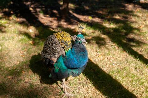 Premium Photo | Peacock in the zoo