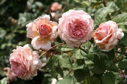 Enjoy The Fragrance Of Flowers: Different Types Of Rose Bushes