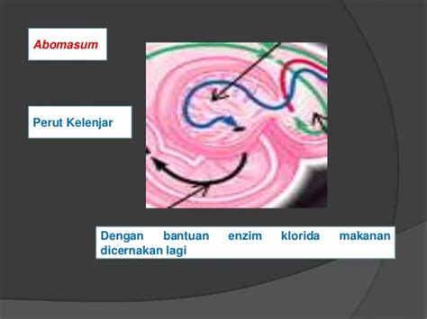 Pencernaan ruminansia