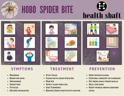 Facts about Hobo Spider Bite: Pictures, Symptoms, Stages, Treatment ...