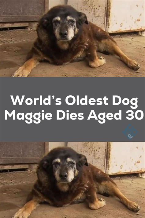 two dogs laying on the ground next to each other with caption that reads world's oldest dog ...