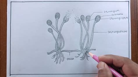 how to draw fungi diagram/fungi drawing - YouTube