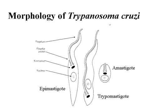 Trypanosoma Cruzi Epimastigote