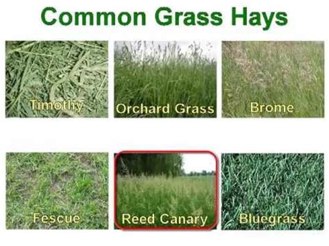 How to Buy Quality Hay - YouTube