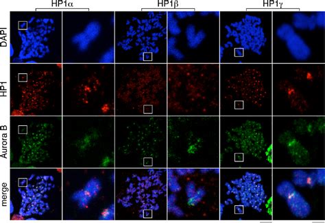 Figure 2 from Heterochromatin Protein 1 (HP1) Proteins Do Not Drive Pericentromeric Cohesin ...