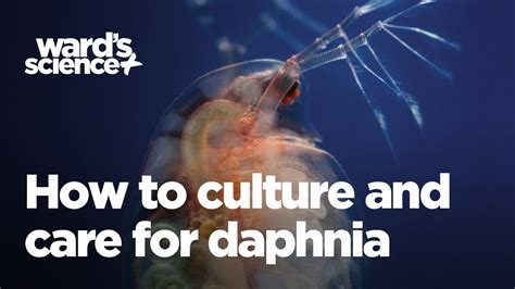 Caring and Culturing for Daphnia - YouTube