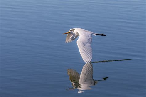 What’s the Difference? Whooping Cranes vs. Great Egrets | National ...