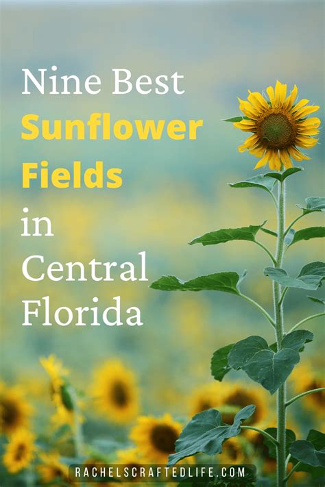 9 Best Sunflower Fields in Central Florida - Rachel's Crafted Life