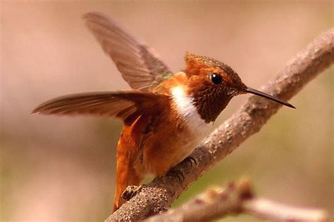 Types of Hummingbirds in North America - Photos