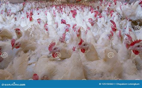 Poultry Farm with Broiler Breeder Chicken Stock Image - Image of chicken, eating: 125150363