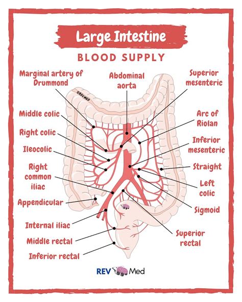 Colon Vascular Anatomy