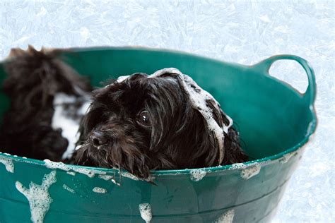 How To Give Your Dog A Proper Bath | PetCareRx